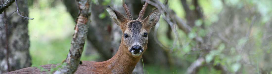 activities_deer_feeding_001