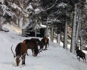 Alvie Estate Deer Feeding