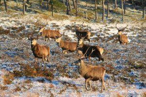 Alvie Estate Deer Feeding