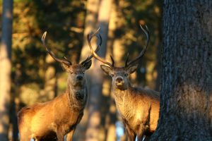Alvie Estate Deer Feeding