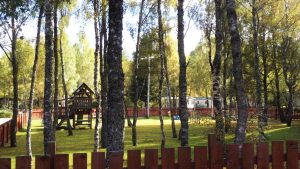 through the birch trees in the patk