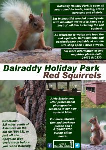 Dalraddy Red Squirrel info