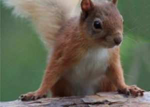 Red Squirrel